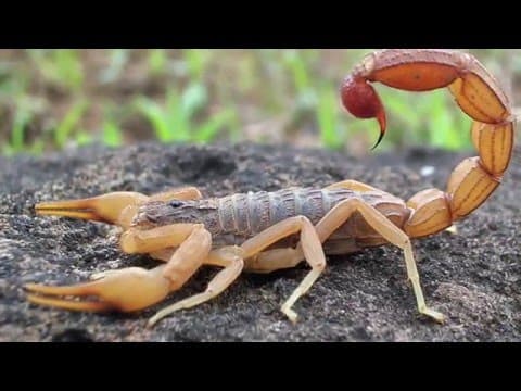 Scorpion Evolution | California Academy of Sciences - YouTube