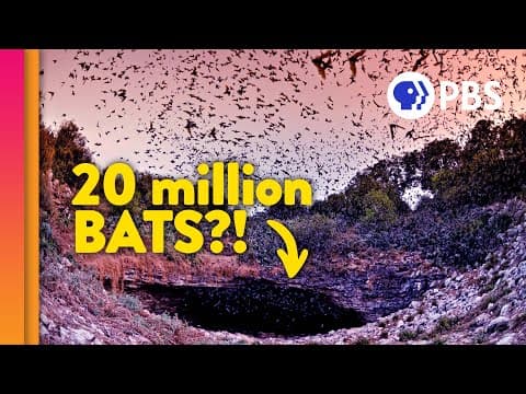 Visiting the Largest Bat Colony on Earth! - YouTube