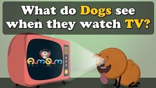 What do Dogs see when they watch TV more videos | aumsum kids science education children