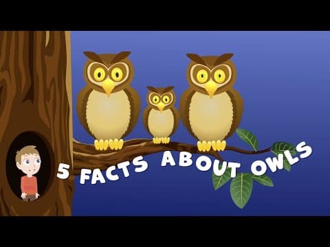 Owl Facts for Kids - Facts about Owls for Kids-Owl Facts -Animal Facts for Kids - Animal Facts
