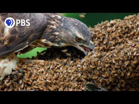 What Bird Is That|An animated bird guide series by Will Rose