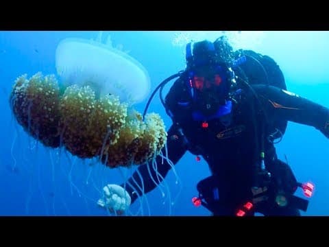 Underwater View of Fish Cleaning Station