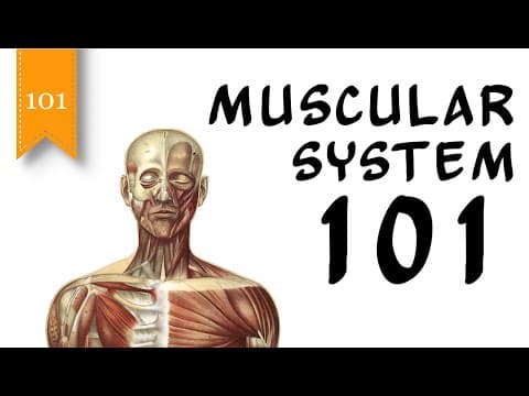 Muscular system 101-the human muscular system and types of muscles