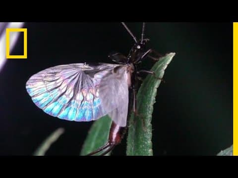 Earwig Wings are Origami-Like | National Geographic - YouTube