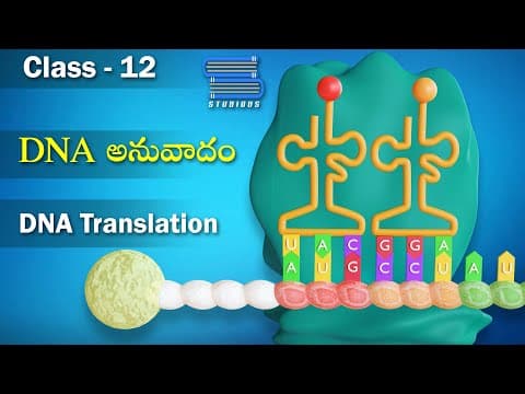 DNA అనువాదం – DNA Translation | Molecular Basis of Inheritance | Biology