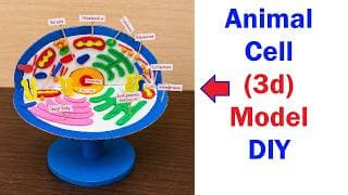 animal cell 3D model making | DIY | science project