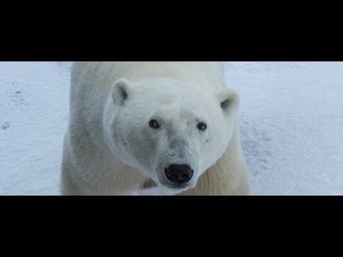 Explore the Polar Bear Capital of the World