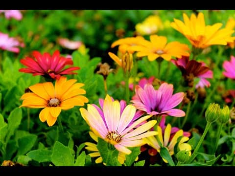 Telugu:learn flowers with pictures and videos in telugu & english - పూలు