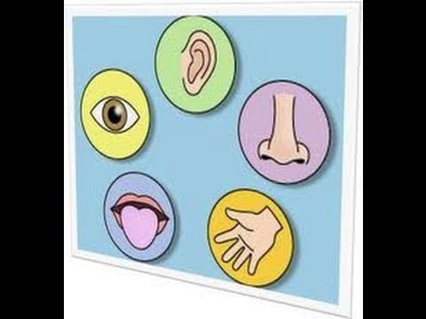 Five 5 Senses Human Body- -Part 1-kindergarten,preschool,toddlers - YouTube