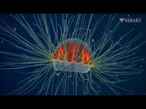 Weird and Wonderful: The psychedelic jelly is one of the most colorful residents of the deep sea
