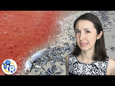 The Terrifying but Awesome Science Behind Red Tides