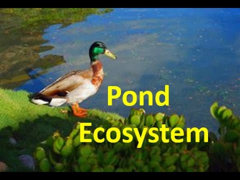 Pond Ecosystem for kids - Pond Ecology Facts & Quiz