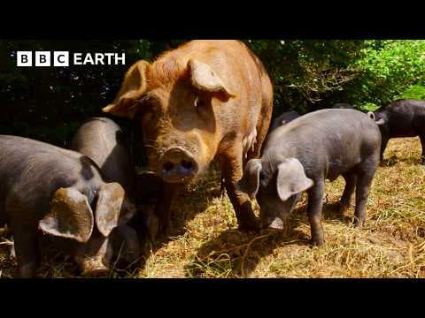 Piglets Show Off Their Problem-Solving Skills | Secret Life of Farm Animals | BBC Earth - YouTube