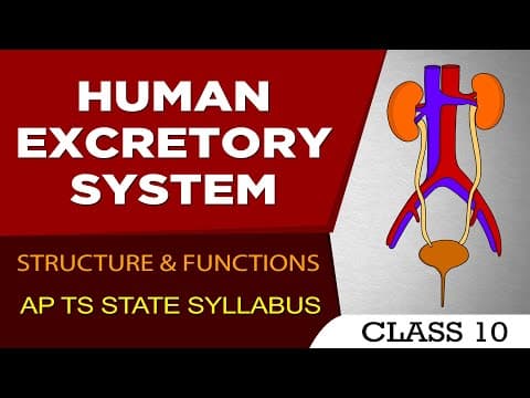 HUMAN EXCRETORY SYSTEM  -  10th biology AP TS STATE SYLLABUS  -  eduscope  -  Class 10th science videos
