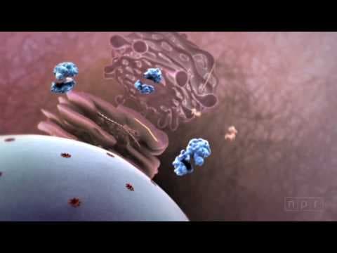How A Virus Invades Your Body