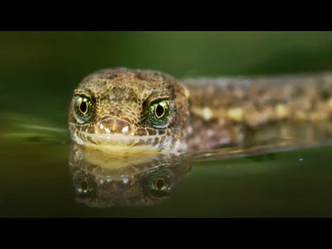The Unsinkable Lizard | A Perfect Planet | BBC Earth