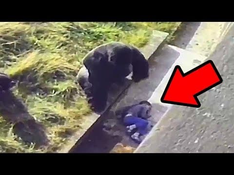 5 unbelievable animals that saved people's lives