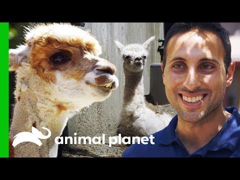 A baby alpaca is born at the Bronx Zoo