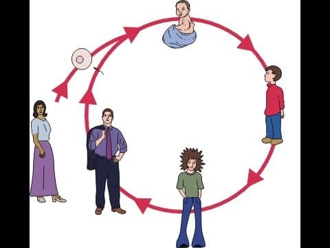 Humans Life Cycle Video for Kids