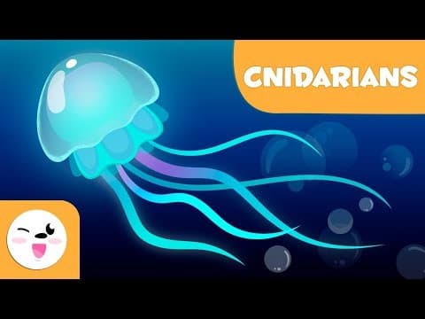 Cnidarians for kids - Invertebrate animals - Natural Science for kids