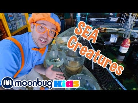 Blippi meets the ocean friends - explore with blippi! - educational videos for toddlers