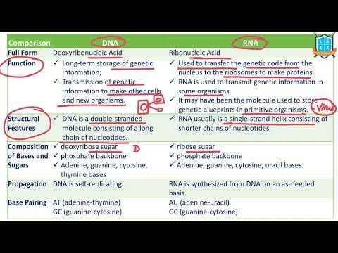 What are the differences between DNA Vs RNA ? || DNA Vs RNA అంటే ఏమిటి?