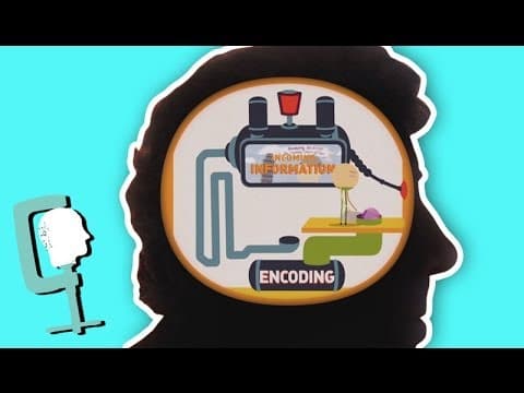 How does your memory work?