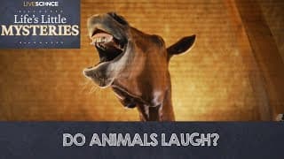 Do Animals Laugh