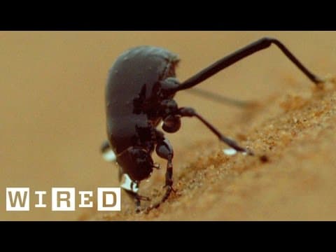 Can Namib Desert Beetles Help Us Solve Our Drought Problems. - Think Like a Tree