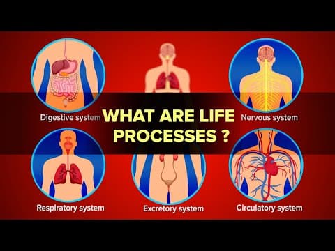 What are Life Processes? | Human Life Process in Biology
