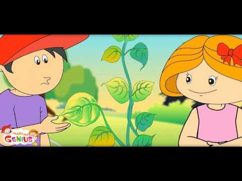 Photosynthesis - How Plants make Food