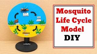 Mosquito Life Cycle Model For Science Project - DIY using cardboard