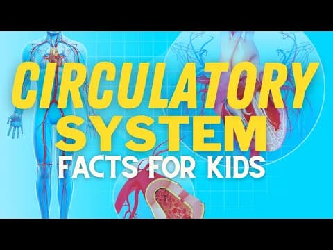 Circulatory System For Kids - How Does Your Heart Work
