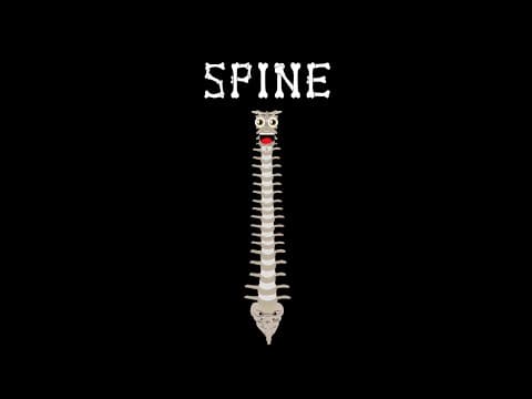 Human Body Spine Song Human Body Systems