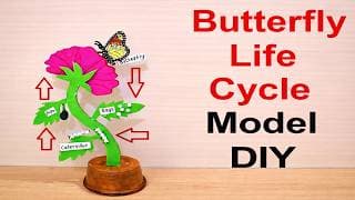 butterfly life cycle model | 3D | science exhibition model DIY