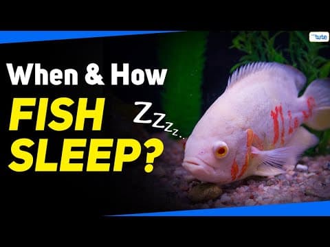 When Do Fish Sleep? | How Do Fish Sleep?