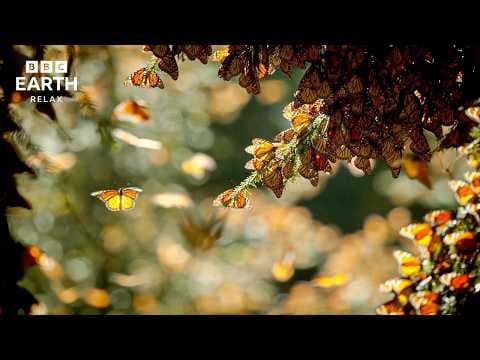 Mindfulness Through Nature | Relaxing Wildlife & Landscape Footage | BBC Earth Relax