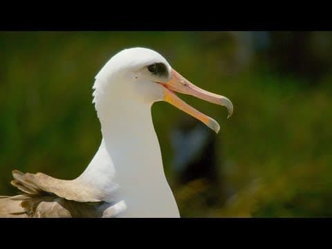 This 67 Year Old Bird Could Be The Oldest In The World | BBC Earth