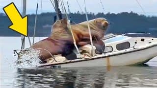 BIGGEST Sea Creatures Ever Seen