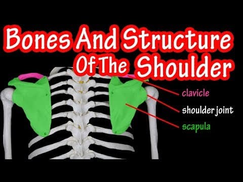 Bones Of The Shoulder Joint - Bones Of The Shoulder Girdle - Where Is The Scapula Bone