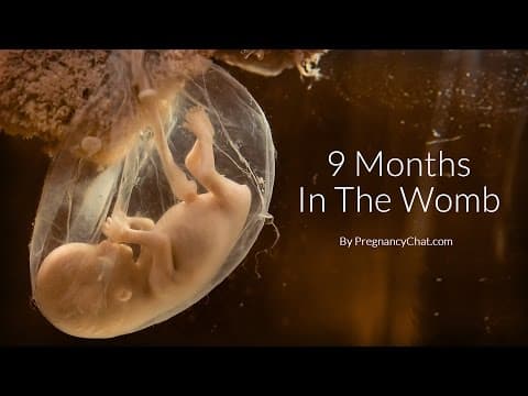 9 months in the womb- a remarkable look at fetal development through ultrasound by pregnancychat.com