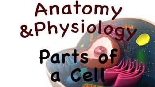The Human Cell Introduction and Parts of a Cell