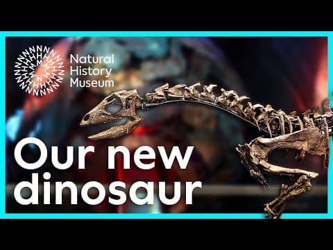 Enigmacursor mollyborthwickae at the Natural History Museum in London