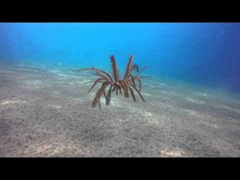 Amazing Free Swimming Feather Starfish Crinoid Dances on Ocean Floor - ViralHog