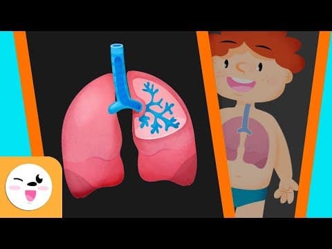 Travel through the respiratory system fun science for kids