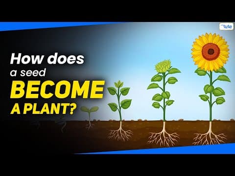 How Do Seeds Become New Plants | Seed Germination