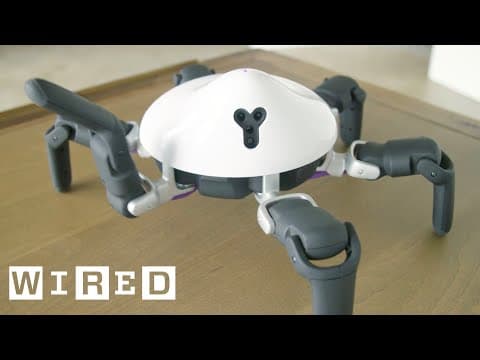 Biobots and the animals that inspire their designs