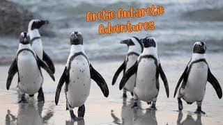 Frozen Frontiers Exploring the Arctic and Antarctic Wonders