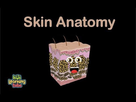 Human Body Skin Anatomy SongHuman Body Systems