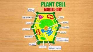 plant cell 3d model making using cardboard